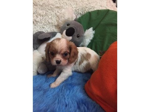 Cavalier king charles