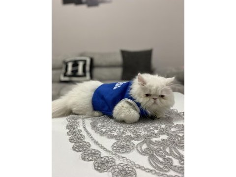 Ücretsiz sahiplendirme iran kedisi