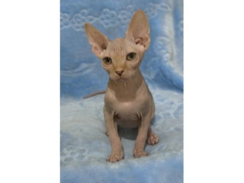 Naked beauty sphynx cattery