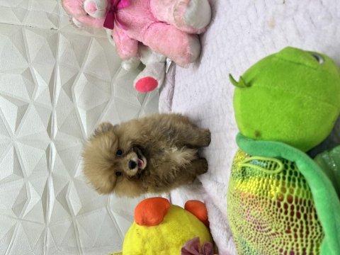 2.5 aylık erkek dişi üst kalite pomeranianlar