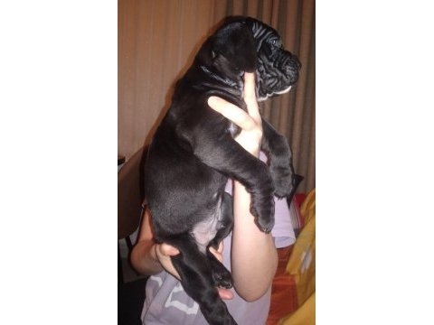 Cane corso