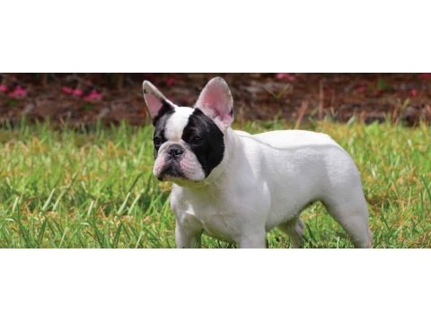Eşsiz kalite de bulldog