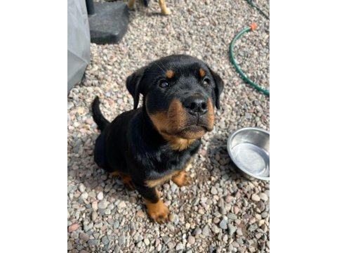 Rottweiler yavrularımız