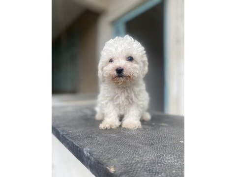 Orjinal bichon frise yavrular