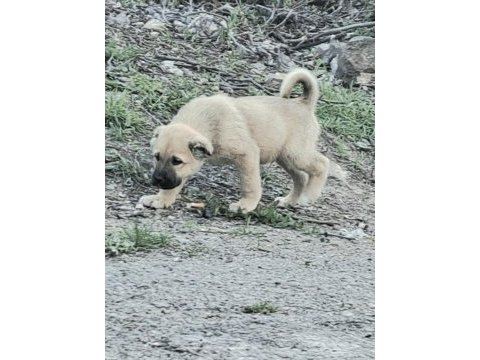 Safkan yavru kangal köpekler