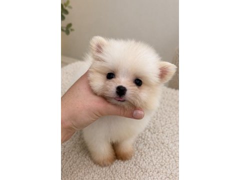 Biblo pomeranian boo mini boy