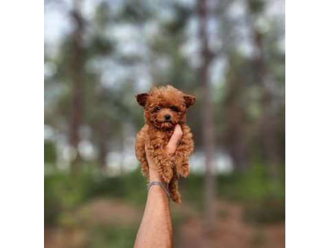 Toy poodle köpekleri antalya