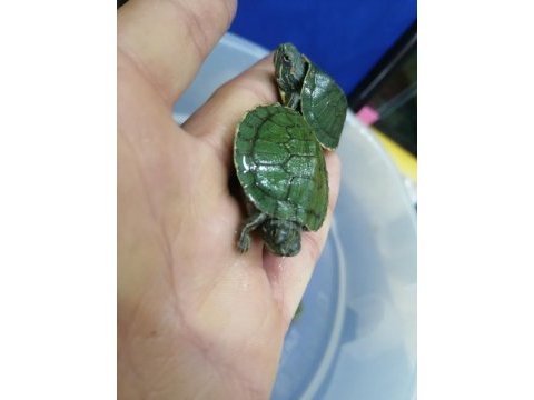 Su kaplumbağası bebek kırmızı yanak