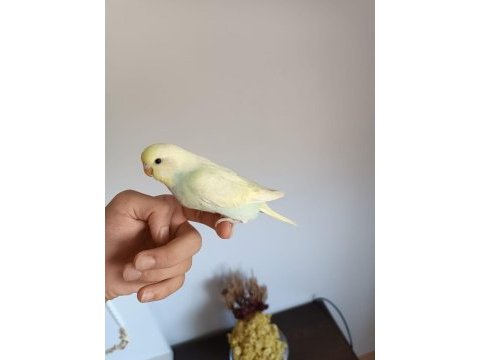 Ele alıştırmalık yeni sahibini bekleyen 3 kardeş yavru