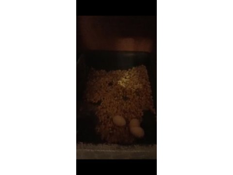 Yavru yumurta garantili sultan takımlar