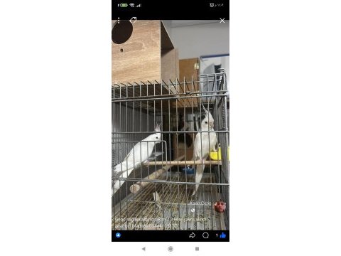 Takım sultan papağanları yavru garantili