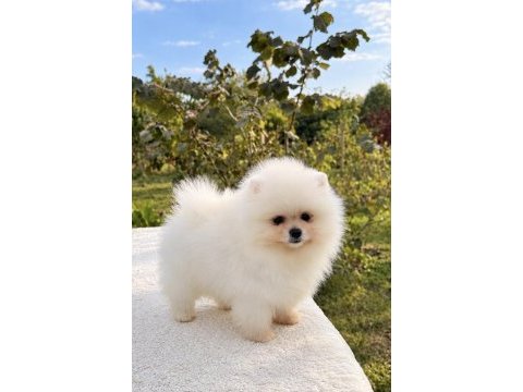 Üst düzey pomeranian boo