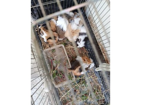 Guinea pig yavrular ele alışkın