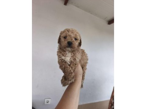 Maltipoo yavru köpekler