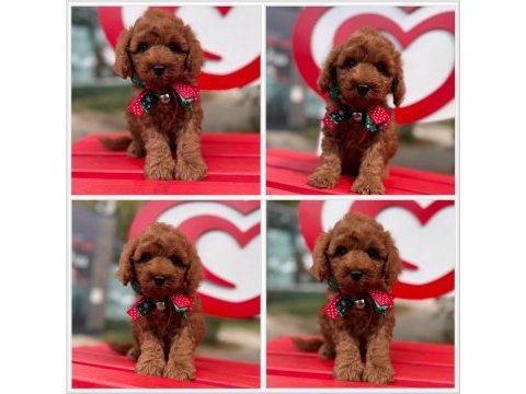 Toy poodle yavrularımız ömürlük aileleri bekliyor