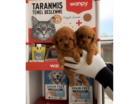 Toypoodle sevimli yavrular onaylı ruhsatlı çiftlik 