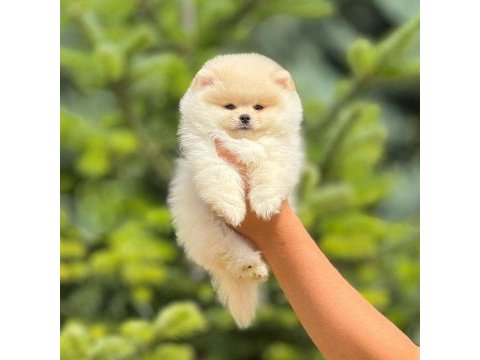 Pofuduk pomeranian yavrularımız