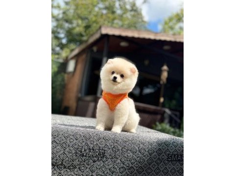 Yavru pomeranian boolarımız