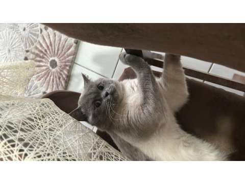 British shorthair oğlumuza eş arıyoruz