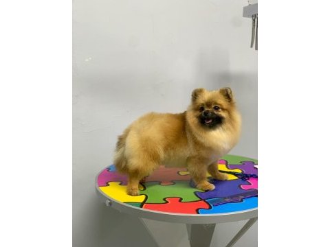 Pomeranian boo