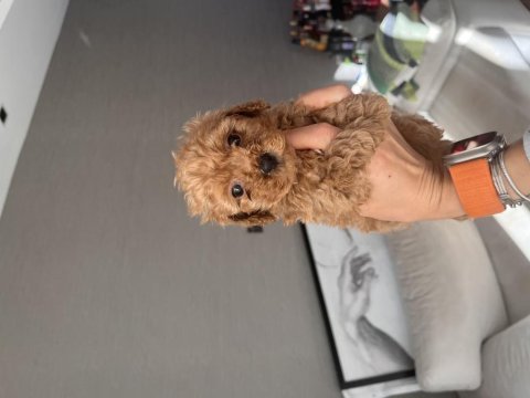 Antalya ev doğumlu erkek poodle yavrular