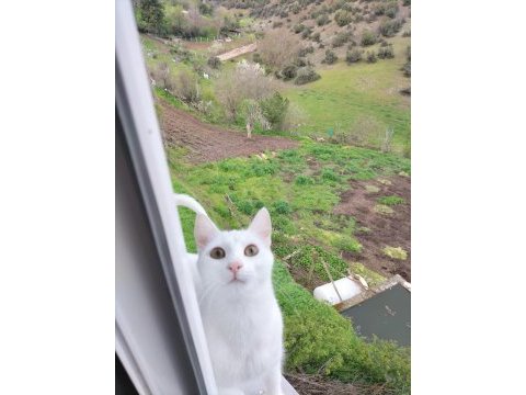 1 yaşında ankara kedisi ücretsiz sahiplendirme
