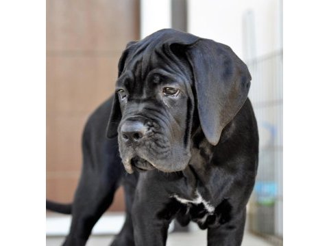 Şecere belgeli ırk ve sağlık garantili cane corso yavrular