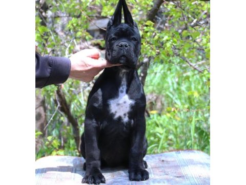 Fcı-kıf şecereli federasyon kayıtlı safkan cane corso