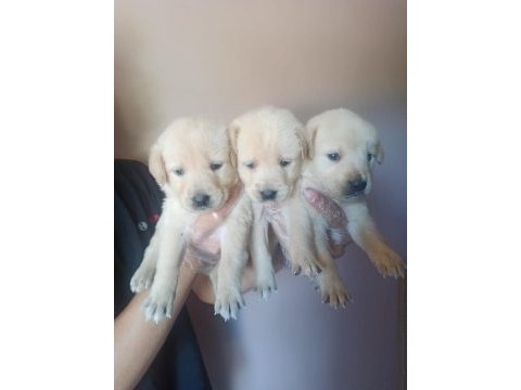 Golden yavruları ücretsiz değildir