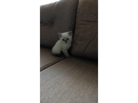 Dişi british shorthair