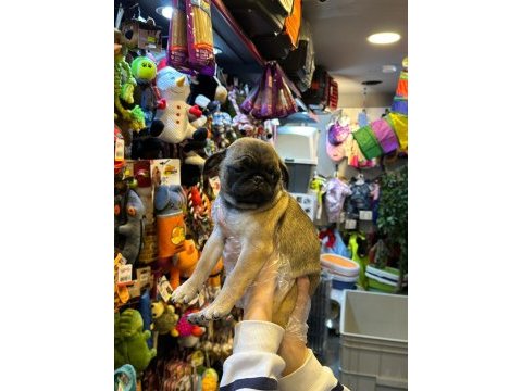 Aron güvencesi ile yurt dışı girişli safkan pug