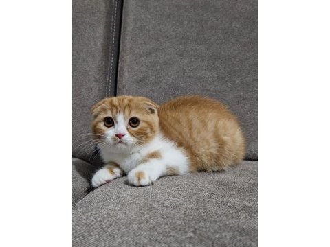 Uygun koca kafalı scottish fold yavruları