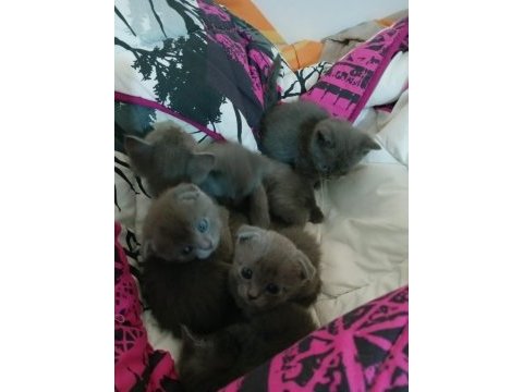 Safkan scottish fold kediler