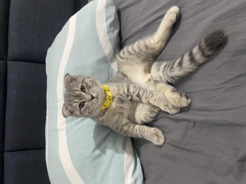 Silver scottish fold 3.5 aylık erkek