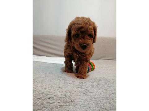 Teddy face toy poodle