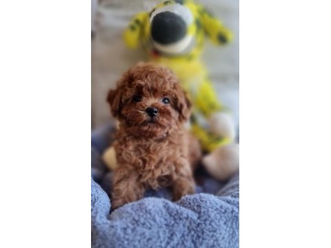 Pofuduk toy poodle yavrular