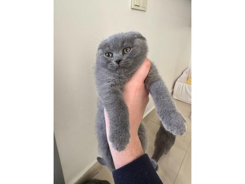 Scottish fold ve british gri yavrular