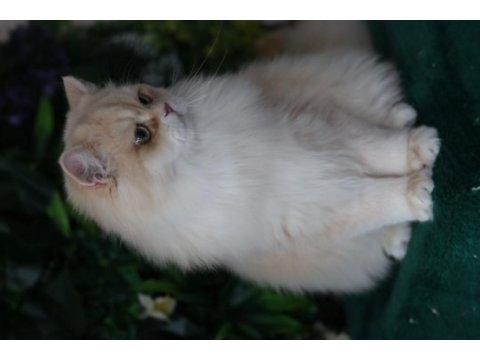 British longhair erkek 9 aylık