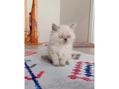 Harika british longhair bebekler