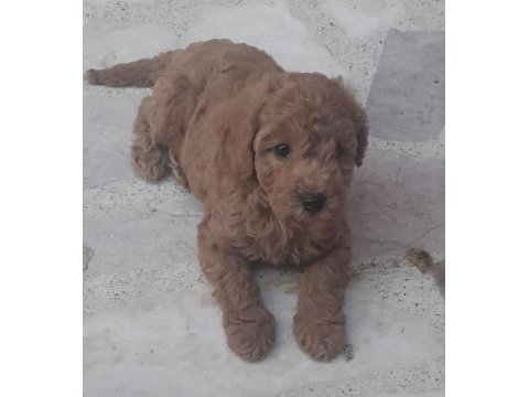 Muhteşem toy poodle yavrularımız istanbul