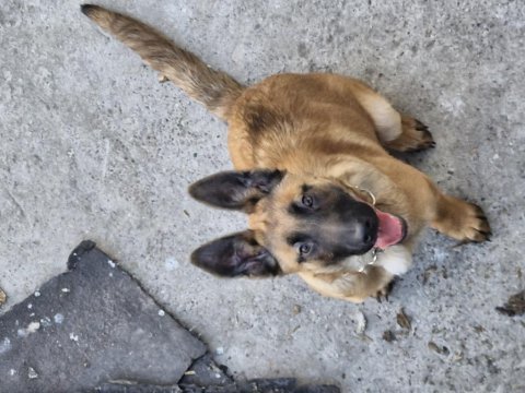 4 aylık belçika kurdu