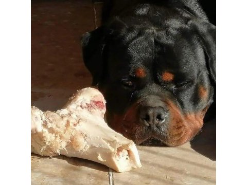 Rottweiler von baboş