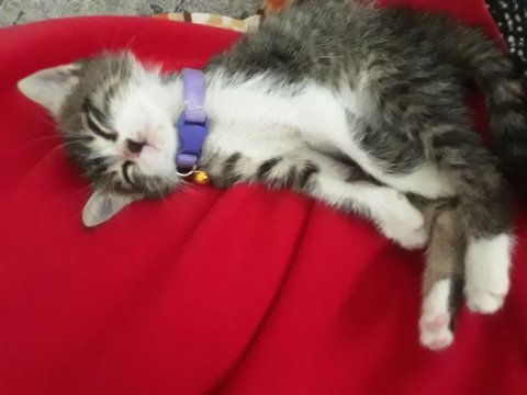 Mia cipi var kucağı ve birlikte uyumayı seviyor tekir