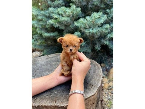 Gerçek micro teddy bear poodle yavrularımız