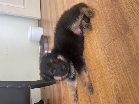 Orjınal showlıne german shepherd alman kurdu