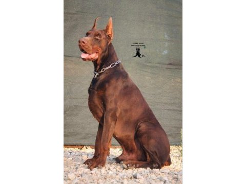 A şecereli doberman