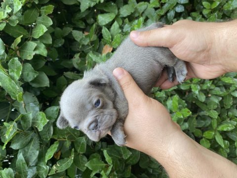 Güncel kaliteli french bulldog yavrular