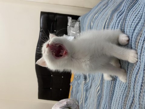 Acil 8 aylık erkek british shorthair