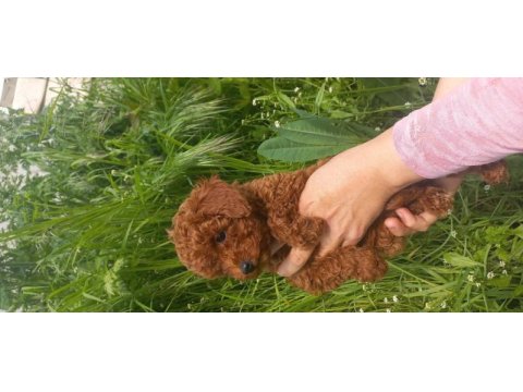 Kalite ortada 70 günlük poodle