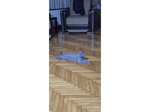 3 aylık dişi british short hair